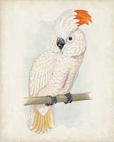 Framed Antique Cockatoo II