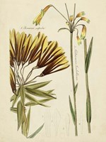 Framed Antique Botanical Sketch II