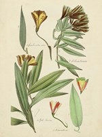 Framed Antique Botanical Sketch III
