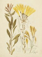 Framed Antique Botanical Sketch IV