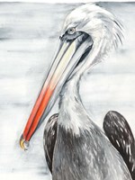 Framed Grey Pelican II