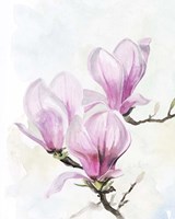 Framed Magnolia Blooms II