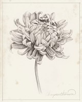 Framed Graphite Chrysanthemum Study I