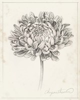 Framed Graphite Chrysanthemum Study II