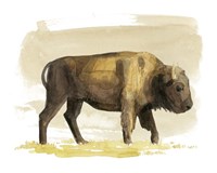 Framed Bison Watercolor Sketch I
