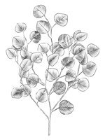 Framed Eucalyptus Sketch I