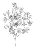Framed Eucalyptus Sketch II