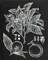 Framed Citrus Botanical Study II