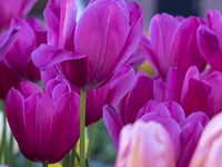 Framed Tulip Close-Ups 1, Lisse, Netherlands