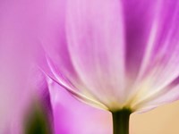 Framed Tulip Close-Up With Selective Focus 1, Netherlands