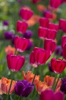Framed Bright Spring Tulips 2