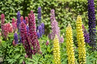 Framed Colorful Lupines