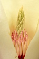 Framed Closeup of Yulan Magnolia blossom