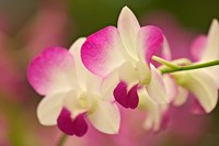 Framed Orchids, Selby Gardens, Sarasota, Florida