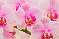 Framed Hybrid Orchids, Selby Gardens, Sarasota, Florida