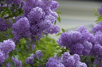 Framed Lilacs In Bloom, Salzburg, Austria