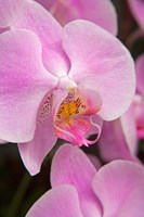 Framed Pink Orchid In The Phalaenopsis Family, San Francisco