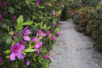 Framed Rhododendron Along Pathway, Magnolia Plantation, Charleston, South Carolina