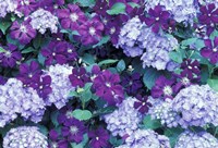 Framed Hydrangea And Clematis, Issaquah, Washington