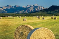 Framed Waterton Hay Bales