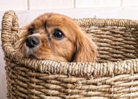Framed Puppy in a Laundry Basket