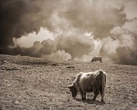 Framed Scottish Highland Cattle No. 1