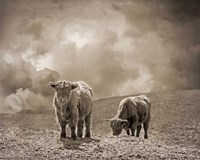 Framed Scottish Highland Cattle No. 2