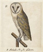 Framed Barn Owl, 1560-1585