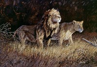 Framed Lions