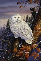 Framed Snowy Owl