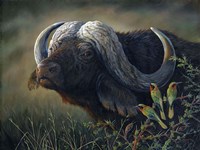 Framed Caped Buffalo