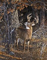 Framed Deer Nibble