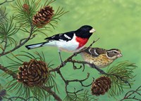 Framed Rose Brested Grosbeaks