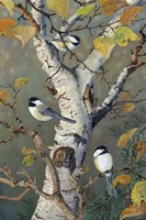 Framed Chickadees In Birch