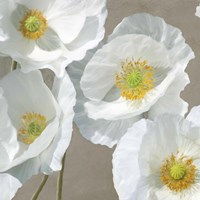 Framed 'Poppies on Taupe I' border=