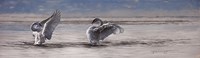 Framed Dance of the Swans