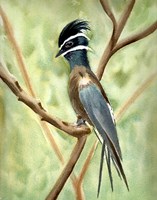 Framed Bird on Branch