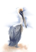 Framed Pelican III