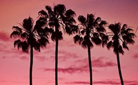 Framed Pink Palms