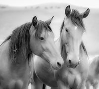 Framed Horse Friends