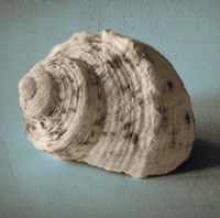Framed Seashell Study I