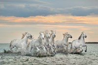 Framed Camargue Horses - France