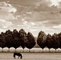 Framed Grazing