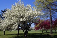 Framed Pin Cherry Tree Blooming, New York