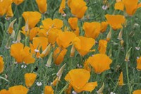 Framed California Poppy, Santa Barbara Botanical Garden, California