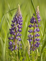 Framed Lupine Near Silver Bay, Northeastern Minnesota 2