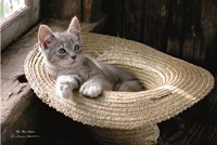 Framed Hat Kitten