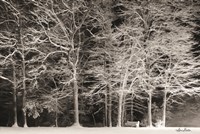 Framed Snowy Trees