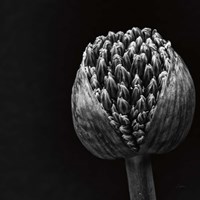 Framed Allium II