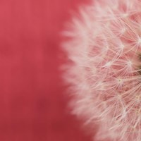 Framed 'Dandelion on Red II' border=